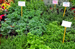 Erbe aromatiche