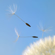 flying dandelion seeds in blue back