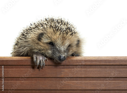 Foto: hedgehog and wooden panel hedgehog and wooden panel