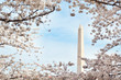 Washington Monument framed in cherry blossoms