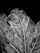 black & white frozen leaf