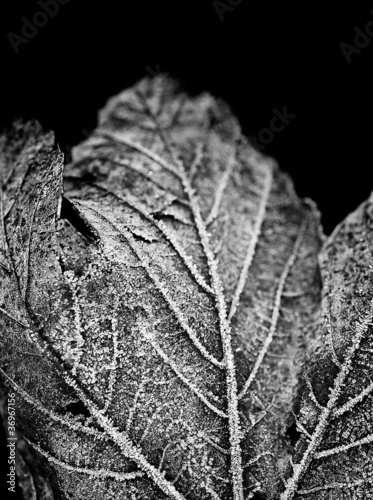 Foto: black & white frozen leaf black & white frozen leaf