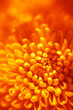 orange flower bud