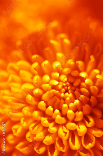 Foto: orange flower bud orange flower bud
