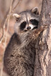 dans un arbre