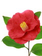 Camellia japonica