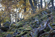 boulder forest in autumn
