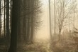 Dirt road leading through the early spring forest