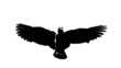 looping flying eagle in black isolated on white background looping flying eagle in black isolated on white background