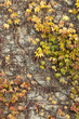 Colorful ivy wall background Colorful ivy wall background