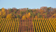 bunte weinreben
