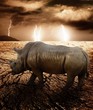 Rhino in a desert storm