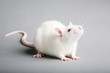 white rat