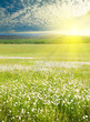 Big field of flowers on sunrise.