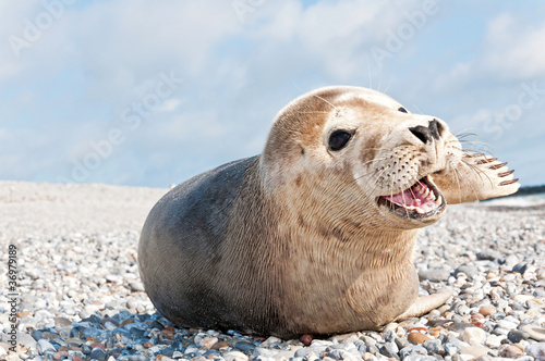 Photo: Robbe auf Helgoland Robbe auf Helgoland