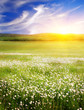 Big field of flowers on sunrise. Composition of nature.