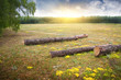 Wood glade on a sunset
