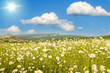 Big field of flowers in mountains
