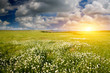 Big field of flowers on sunrise.