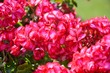 Geranien (Pelargonien)