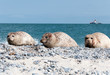 Photo: Robben auf Helgoland Robben auf Helgoland