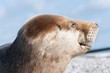 Photo: Robbe auf Helgoland Robbe auf Helgoland