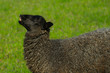 Black sheep laughing
