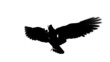 sihouette lopping flying eagle with alfa channel sihouette lopping flying eagle with alfa channel