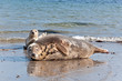 Helgoland