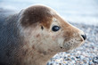 Photo: Robbe auf Helgoland Robbe auf Helgoland