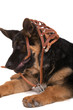 Sheep-dog