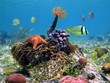 Green turtle with colorful marine life