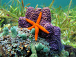 Sea star and sponges