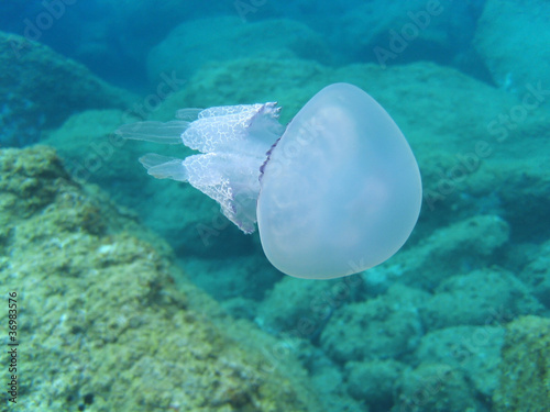 Foto: Jellyfish Rhizostoma pulmo Jellyfish Rhizostoma pulmo
