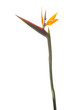 Blüte einer Strelitzie mit Stiel