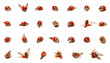 viele Marienkäfer
