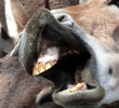 Photo: Donkey grin (Equus asinus asinus) Donkey grin (Equus asinus asinus)