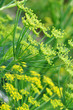 Fenchel