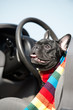 French Bulldog in a car