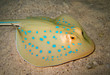 Razza blucerchiata Razza blucerchiata