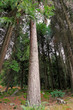 High mountain woods