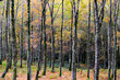 Autumn woods