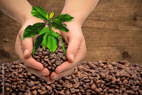 Hands with coffee tree and coffee beans