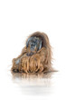 Orang-Utan