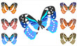 Vector: Butterfly Butterfly