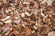 Foto: trockenes Buchenlaub trockenes Buchenlaub