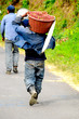 Worker carries bin full of coffee. In Costa Rica at harvest.