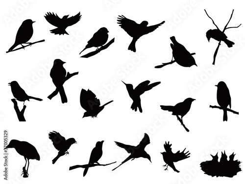 Vector: bird silhouettes collection bird silhouettes collection