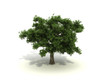 a green tree on white background