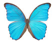 Photo: Morpho butterfly(Morpho didius). Morpho butterfly(Morpho didius).